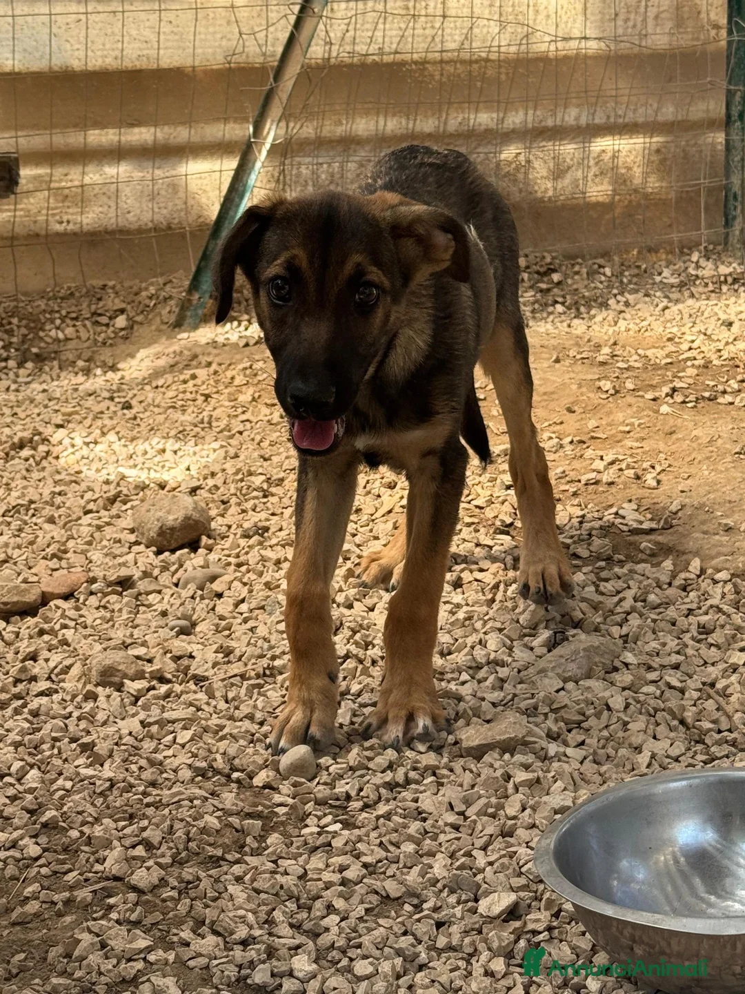 Meticcio cani in regalo: Rosina  - Annuncio 2