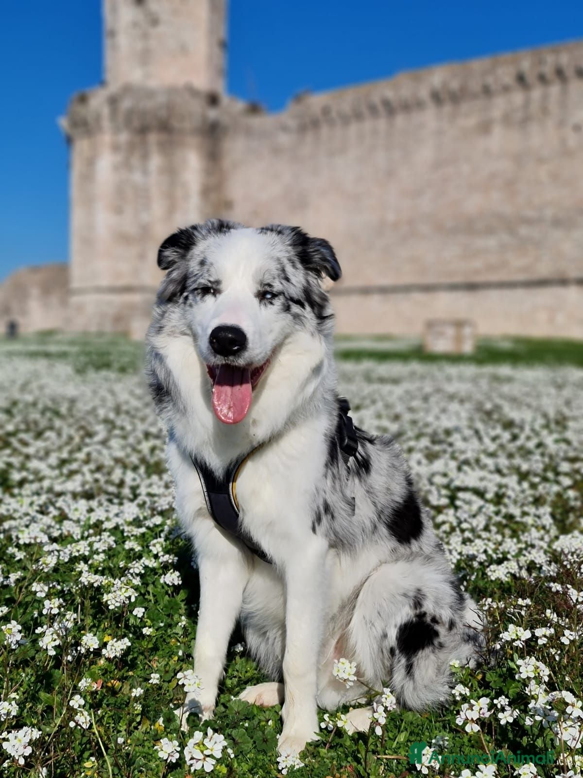 Border Collie cani Bellissimo Border con Pedigree per Accoppiamento - Annuncio 2