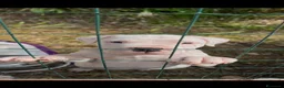 Dogo Argentino cani in vendita: Cucciola dogo argentino  - Annuncio 2