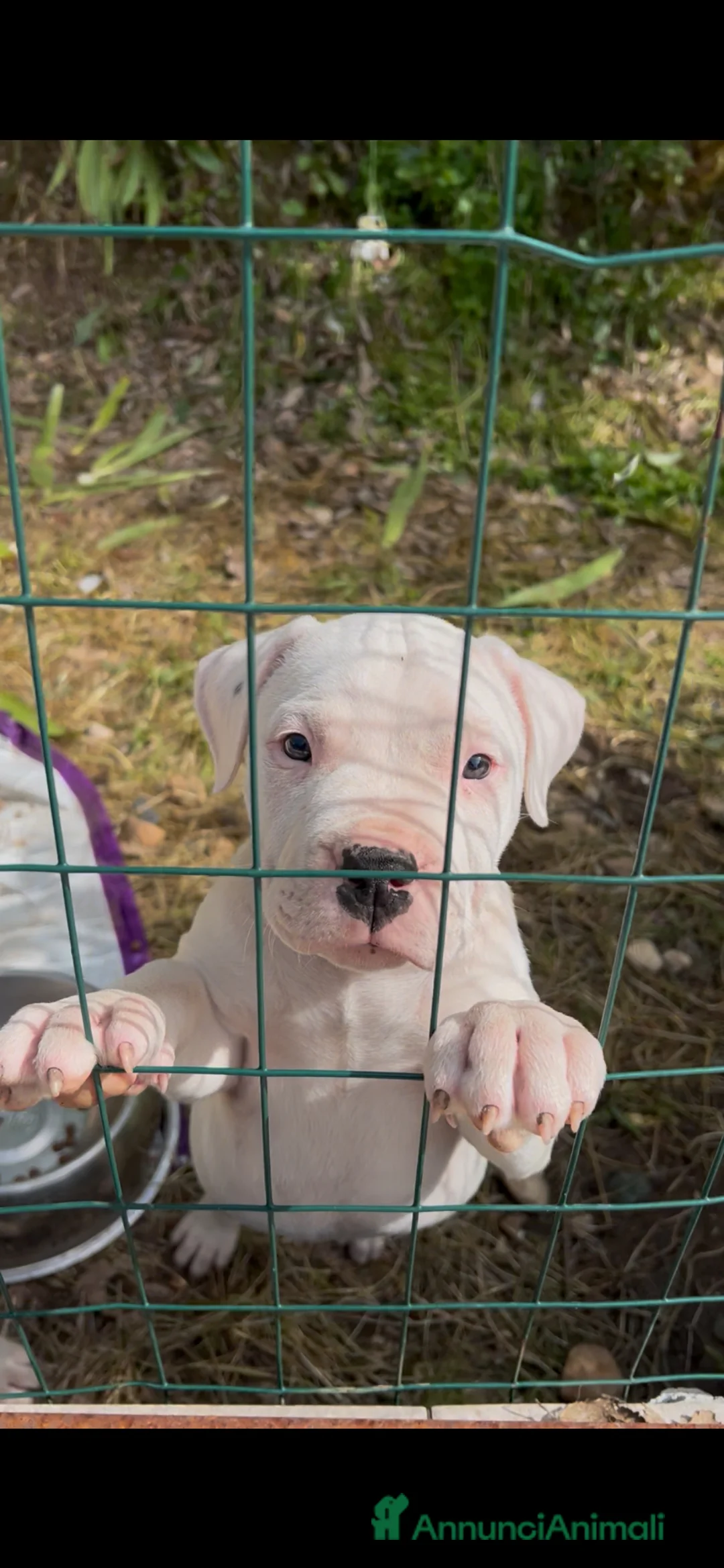 Dogo Argentino cani in vendita: Cucciola dogo argentino  - Annuncio 2