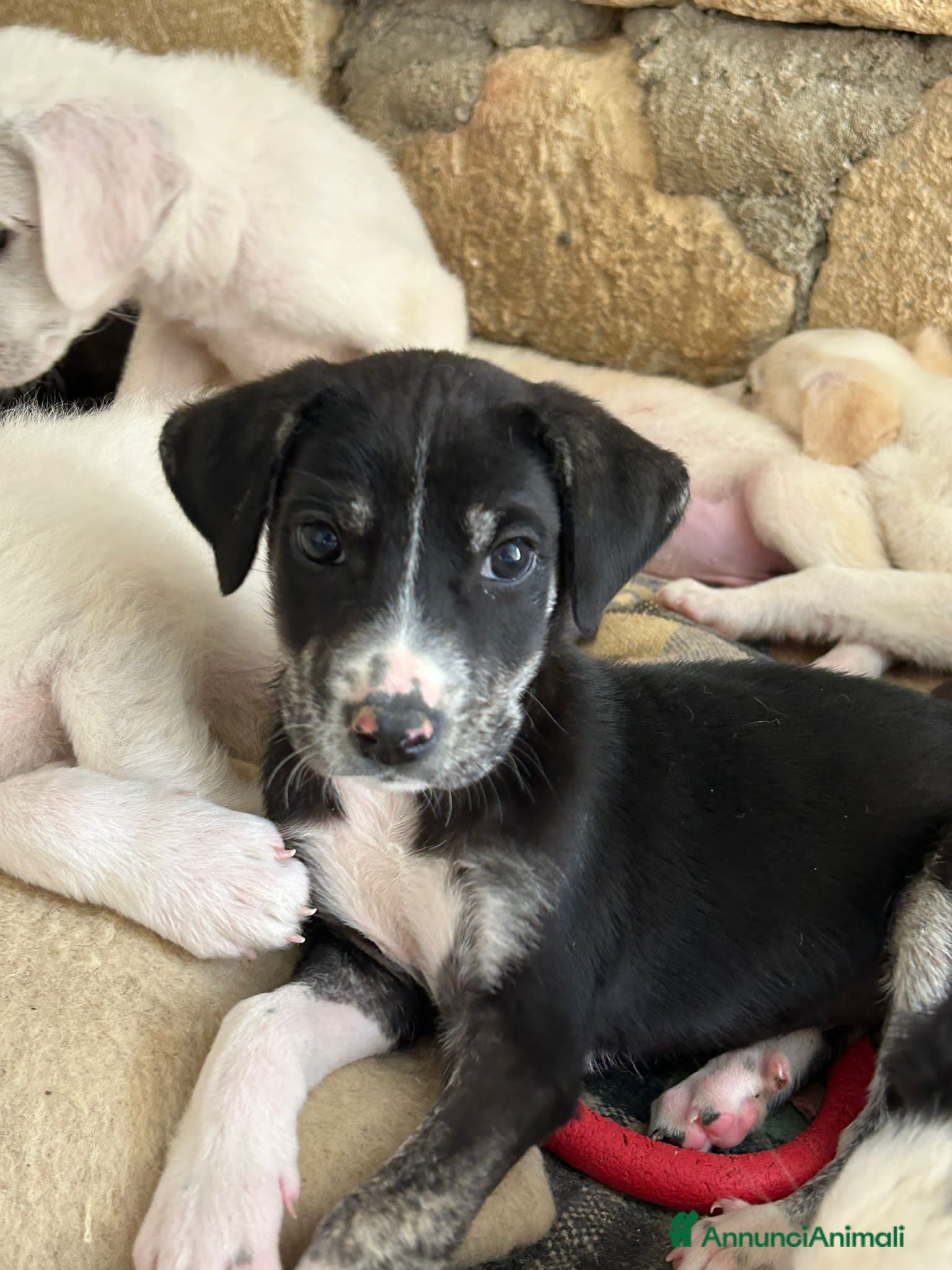 Meticcio cani in regalo:  CARLOTTA, CILIEGIA E TOBY, - Annuncio 2