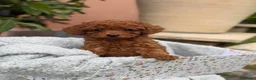 Barboncino Toy cani in vendita: Barboncino Toy  - Annuncio 6
