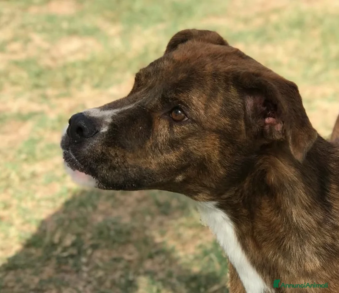 Boxer cani in regalo: Rap, simpaticissimo simil boxerino a Provincia di Latina - Annuncio 9