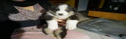 Australian Shepherd cani in vendita: Cucciolata Australian Shepherd  - Annuncio 4