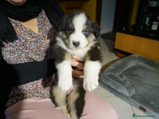 Australian Shepherd cani Cucciolata Australian Shepherd - Annuncio 3