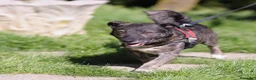 Meticcio cani in regalo: flaSH - Annuncio 4