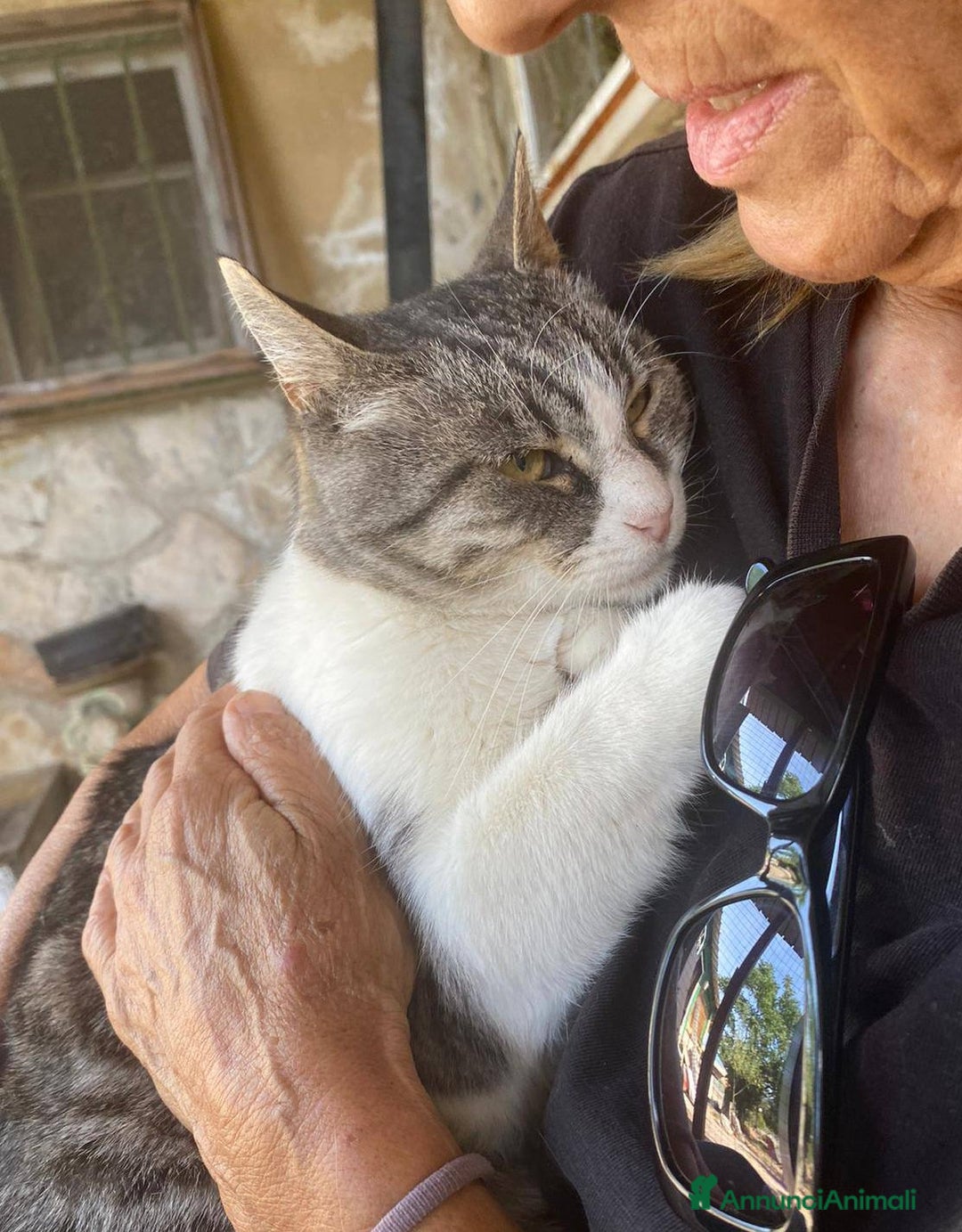 Europeo gatti in regalo: LICIA, dolce gatta in adozione! - Annuncio 5