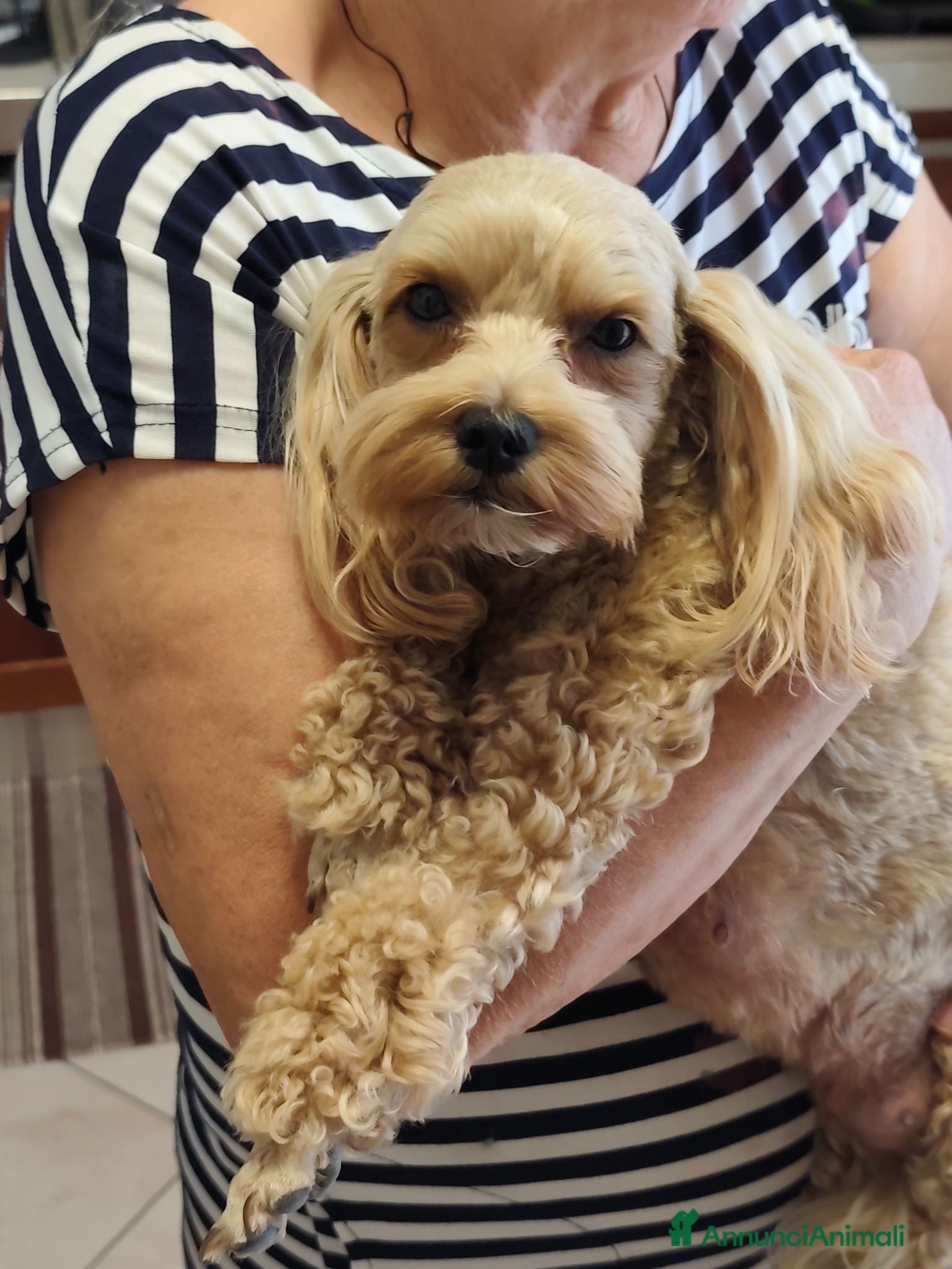 Barboncino cani Vendo cuccioli di barboncino nano  - Annuncio 3