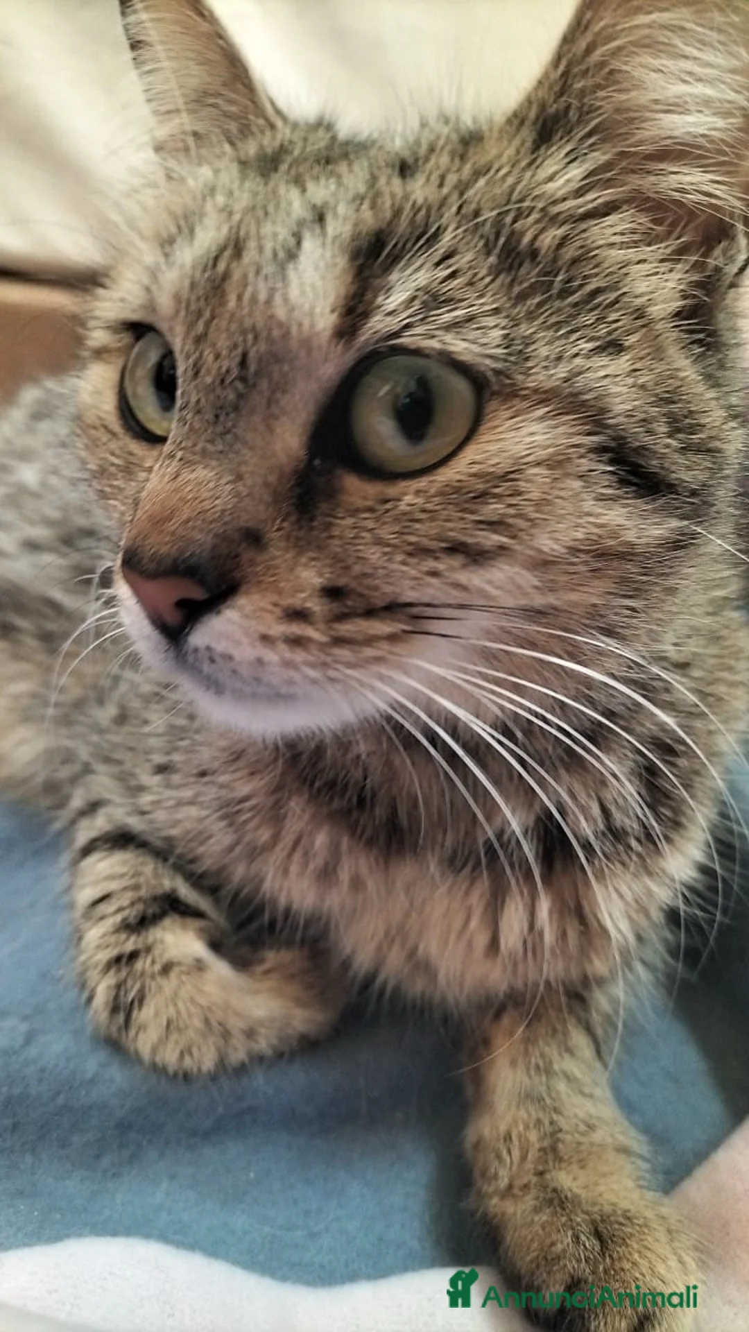 Meticcio gatti in regalo: Maya  - Annuncio 1