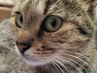 Meticcio gatti Maya - Annuncio 8