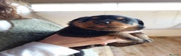 Rottweiler cani in vendita: Cuccioli rottweiler  - Annuncio 15