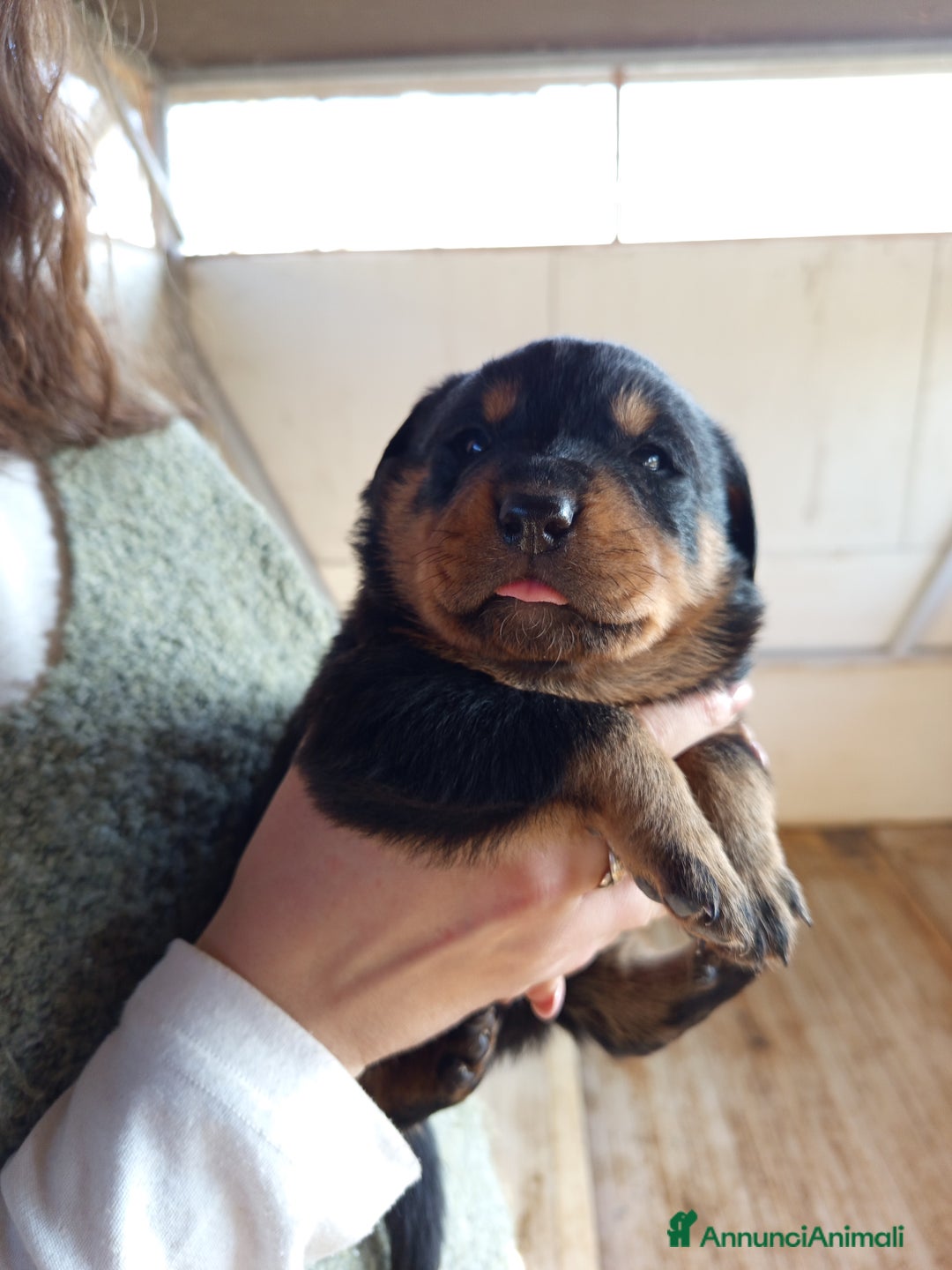 Rottweiler cani in vendita: Cuccioli rottweiler  - Annuncio 15
