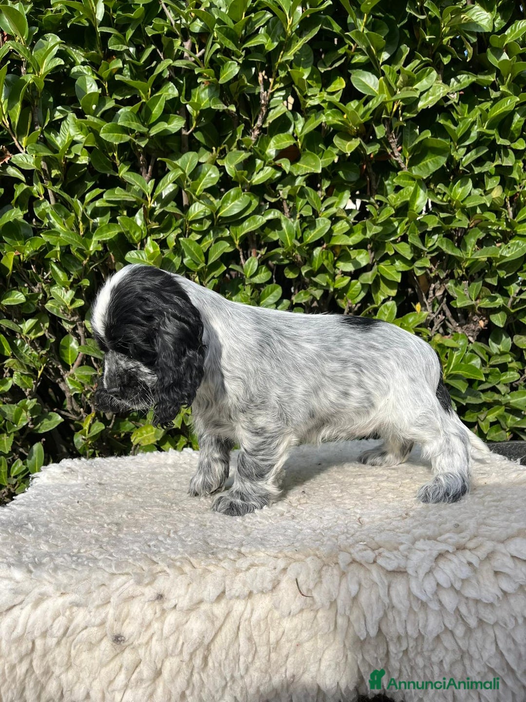 Cocker cani in vendita: Cocker spaniel inglese con pedigree - Annuncio 3
