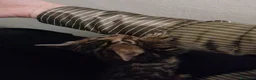 Bengala gatti in vendita: Gattina Bengala con pedigree - Annuncio 6