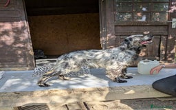 Setter Inglese cani in regalo: Setter Inglese 4anni non sapeva cacciare! TOSCANA  a Città metropolitana di Milano - Immagine 3
