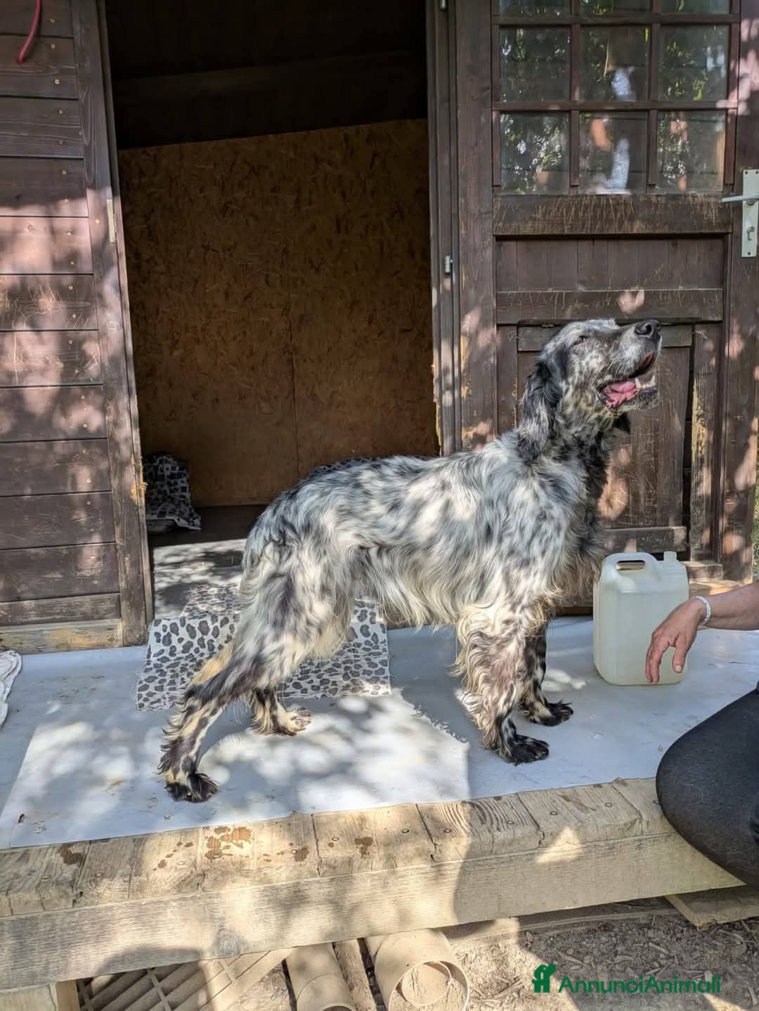 Setter Inglese cani in regalo: Setter Inglese 4anni non sapeva cacciare! TOSCANA  a Città metropolitana di Milano - Immagine 3