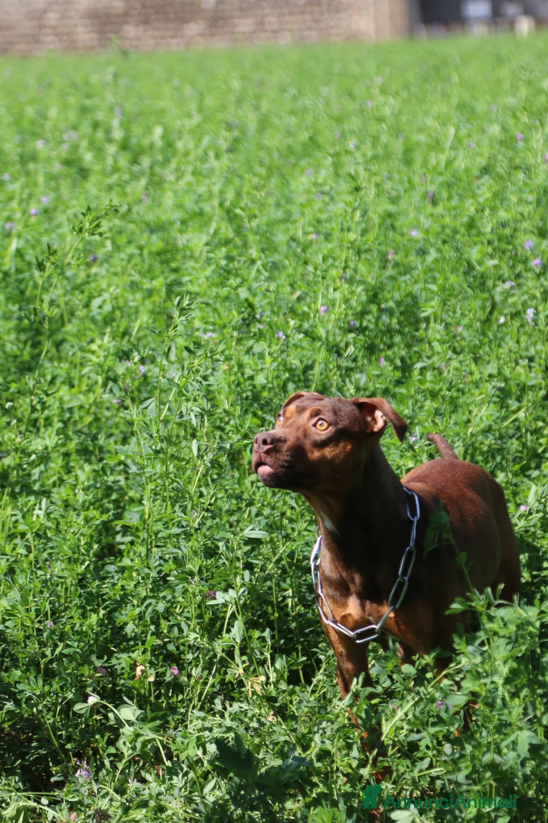 Pitbull cani in vendita: Pitbull ukc red nose - Annuncio 2