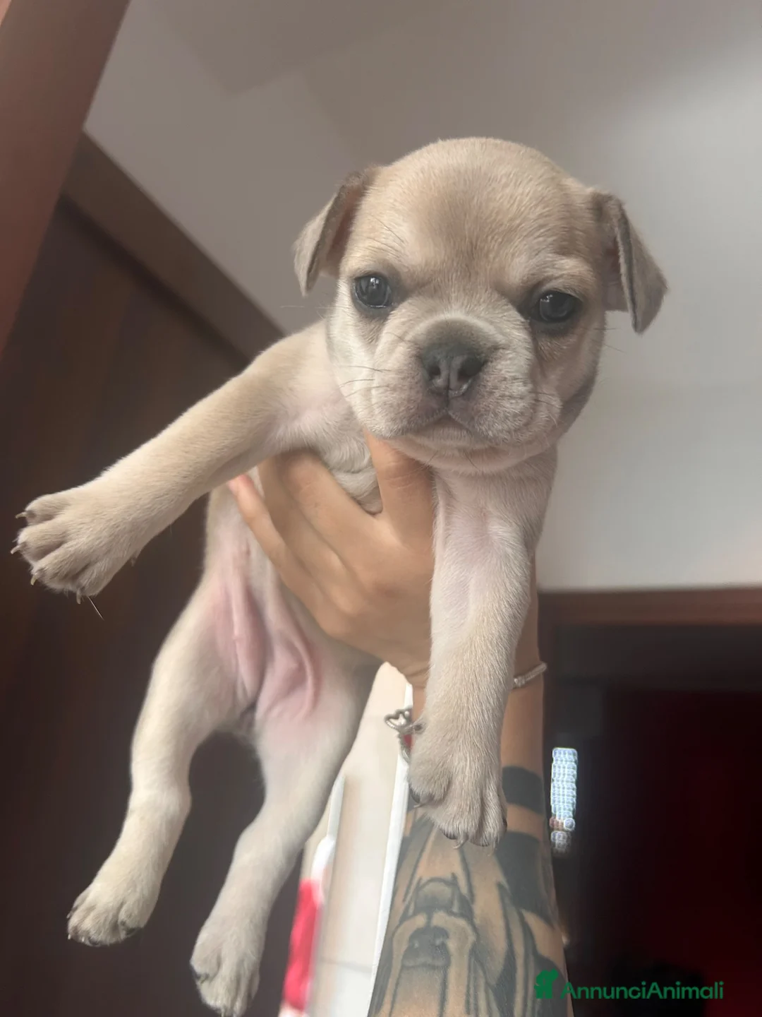 Bulldog Francese cani in vendita: BulldogFrancese Esotico  - Annuncio 2
