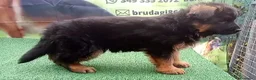 Pastore Tedesco cani in vendita: Eccellenti cuccioli di pastore tedesco  - Annuncio 3