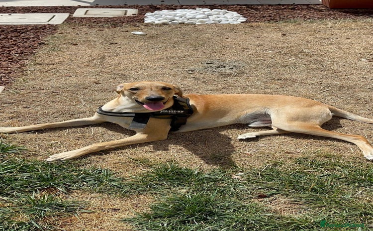 Segugio cani a Provincia di Ravenna - Annuncio 3