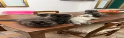 Persiano gatti in vendita: Cuccioli Persiani  - Annuncio 4