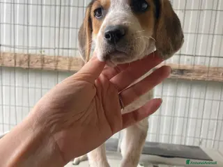 Meticcio cani ADOTTA LA TENEA CELIA - Annuncio 2