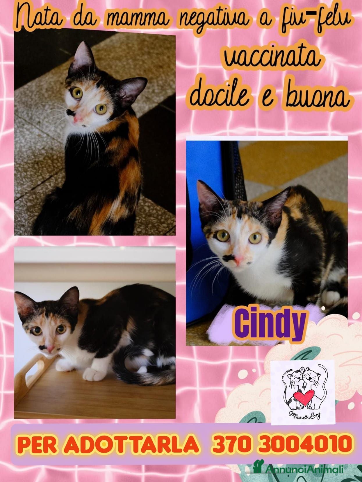 Altre razze gatti CINDY GATTINA DOLCISSIMA - Annuncio 12