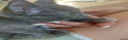 Altre razze gatti in regalo: Due batuffoli cercano casa! - Annuncio 4