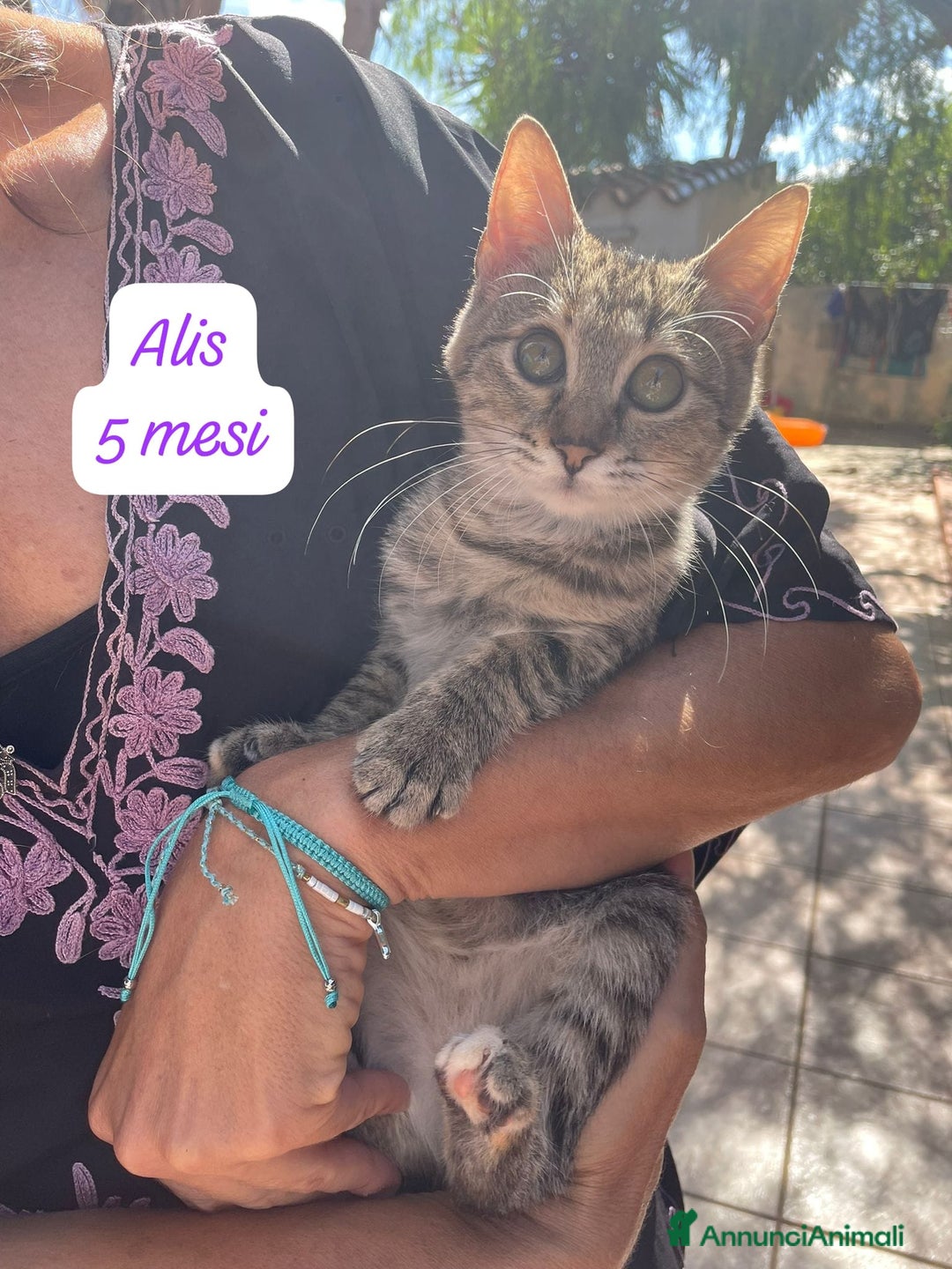 Altre razze gatti in regalo: Gattini destinati alla colonia  - Annuncio 4