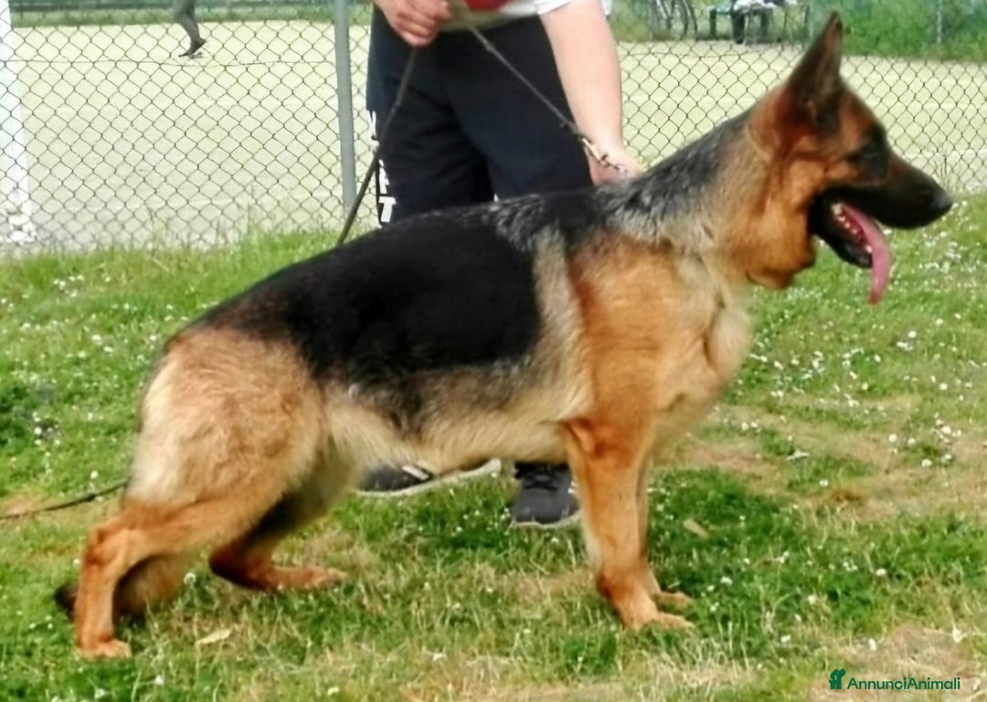 Pastore Tedesco cani in vendita: Pastore Tedesco cuccioli PEDIGREE ROSA  a Provincia di Perugia - Immagine 2