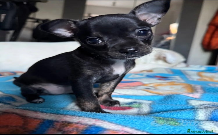 Chihuahua cani a Città metropolitana di Milano - Annuncio 1