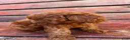 Barboncino Toy cani in vendita: Barboncino  - Annuncio 4