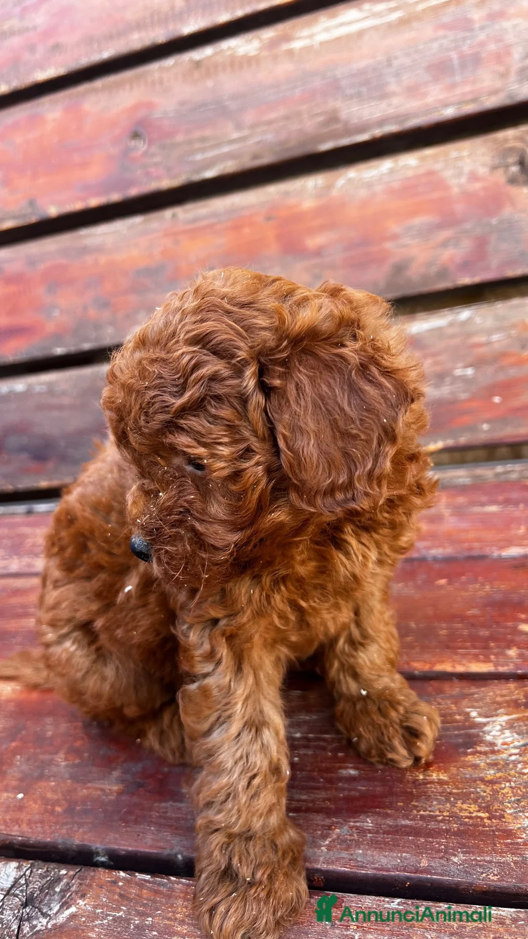 Barboncino Toy cani in vendita: Barboncino  - Annuncio 4