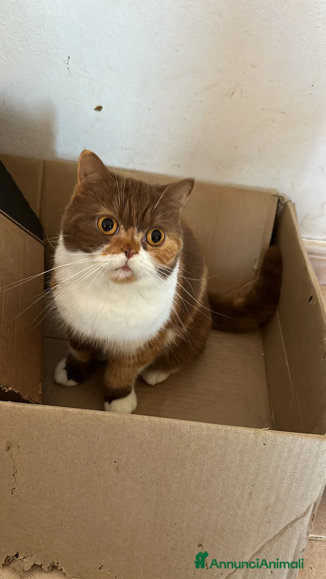 Immagine della galleria {{count}}