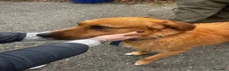 Meticcio cani in regalo: Rick  - Annuncio 4