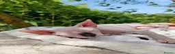 Sphynx gatti in vendita: Disponibili splendidi cuccioli di Sphynx ✨ - Annuncio 17