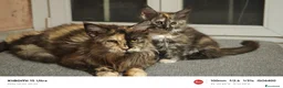 Maine Coon gatti in vendita: Maine Coon splendide femmine  - Annuncio 3