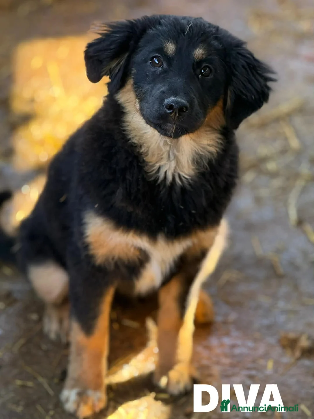 Meticcio cani in regalo: 3 CUCCIOLOTTE affettuosissime! 3 MESI. - Annuncio 15