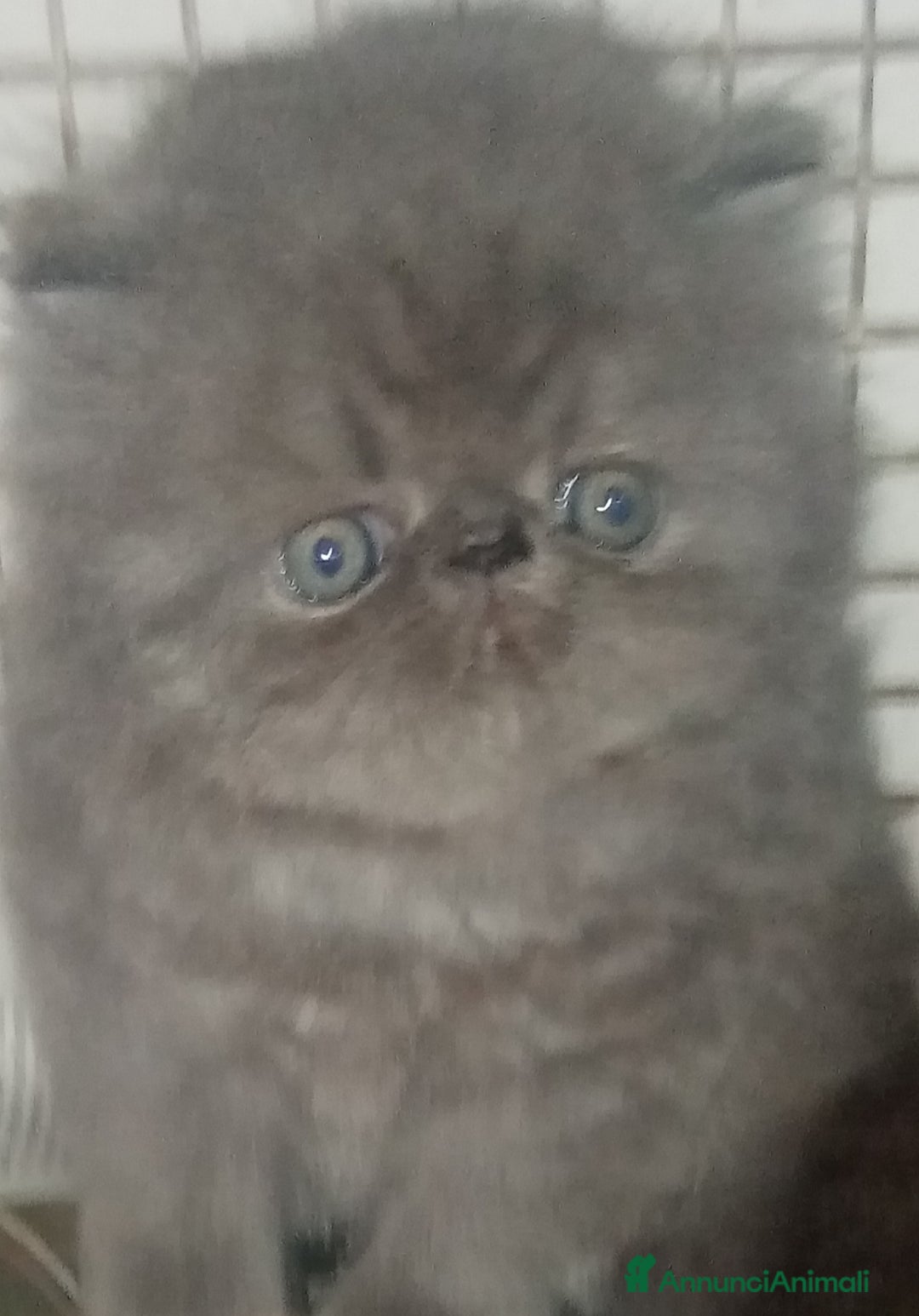 Persiano gatti in vendita: Cuccioli gatto Persiano pura razza  - Annuncio 5