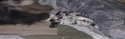 Meticcio cani in vendita: cuccioli pastore della lessinia - Annuncio 4
