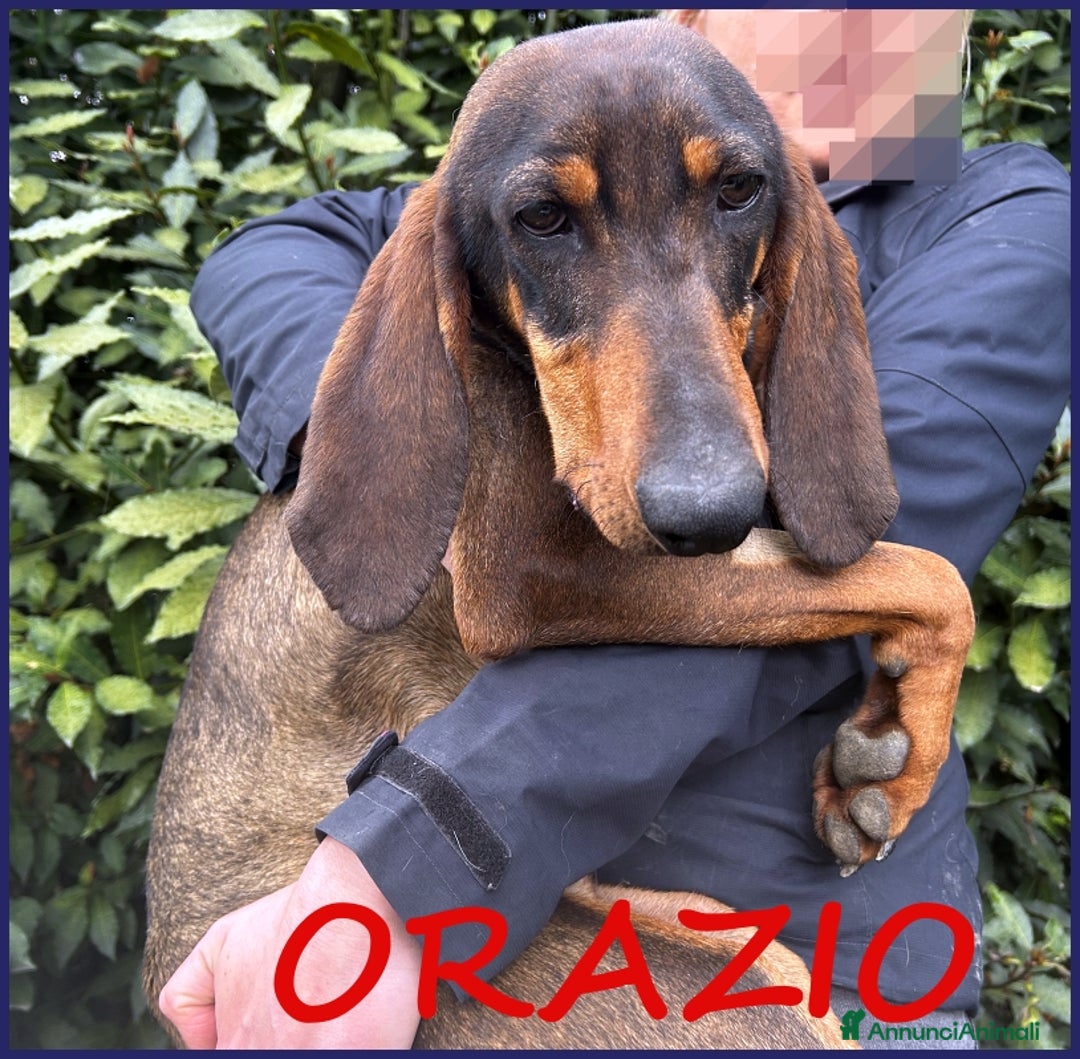 Segugio cani in regalo: ORAZIO, TENERO SEGUGIO 2 ANNI, SOGNA UNA FAMIGLIA a Città metropolitana di Milano - Annuncio 1
