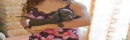 Bassotto cani in vendita: Bassotti con pedigree enci - Annuncio 2