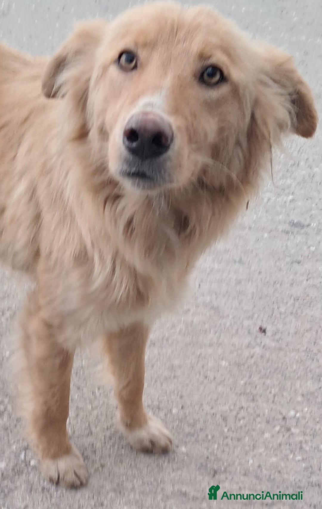 Meticcio cani in regalo: Blondie femmina 18mesi tg contenuta SICILIA - Annuncio 1
