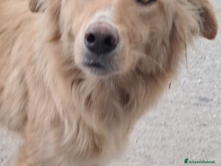 Meticcio cani Blondie femmina 18mesi tg contenuta SICILIA - Annuncio 27