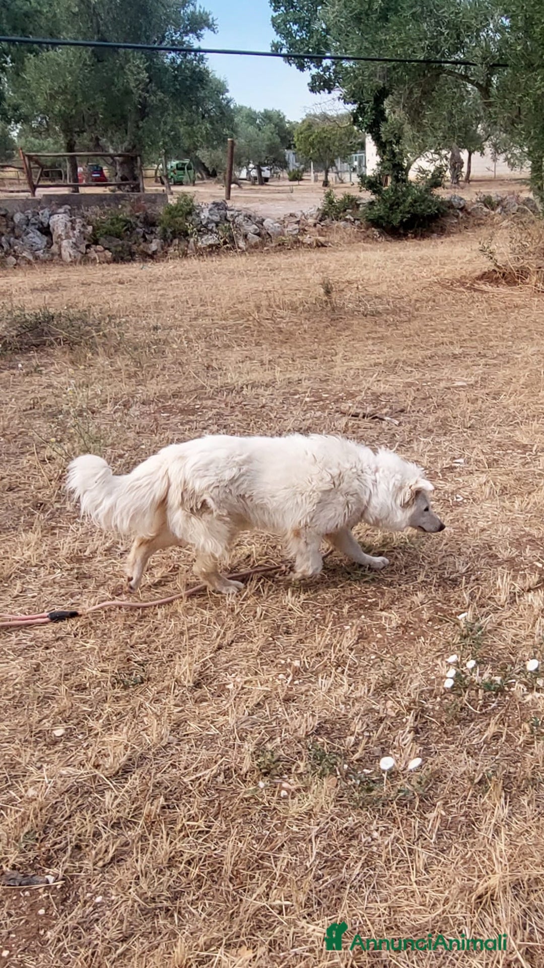 Meticcio cani in regalo: Nonna Penny Cerca Famiglia. Info Monica 3890238584 - Annuncio 9