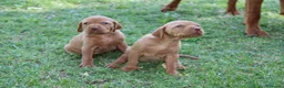 Bracco cani in vendita: Cuccioli di bracco ungherese con pedigree di20 - Annuncio 3