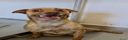Meticcio cani in regalo: Otto  a Provincia di Savona - Annuncio 4