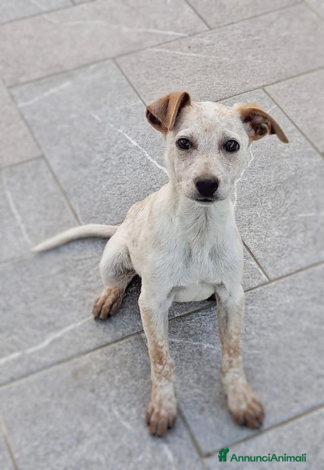 Meticcio cani in regalo: CUCCIOLO 💙 -di nome e di fatto 🥰, cerca una casa - Annuncio 6