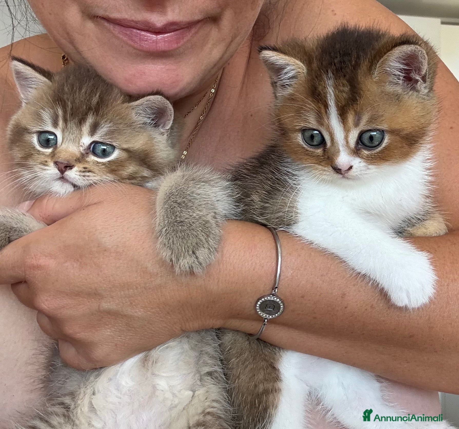 British gatti meravigliosi cuccioli gattini British Shorthair  - Annuncio 1