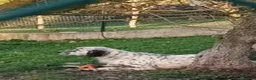 Setter Inglese cani in regalo: OTELLO adora giocare! a Città Metropolitana di Torino - Annuncio 5